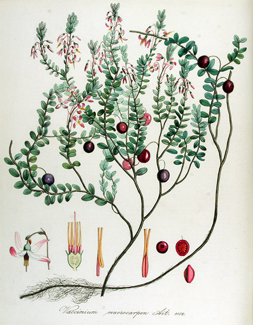 Heilpflanze Cranberries