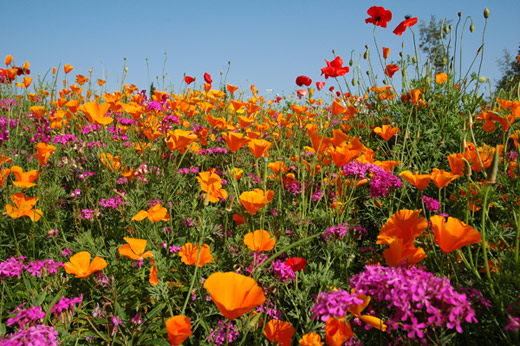 Heilpflanze Heublumen