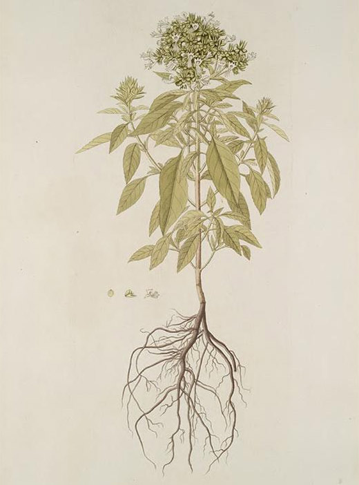 Heilpflanze Basilikum