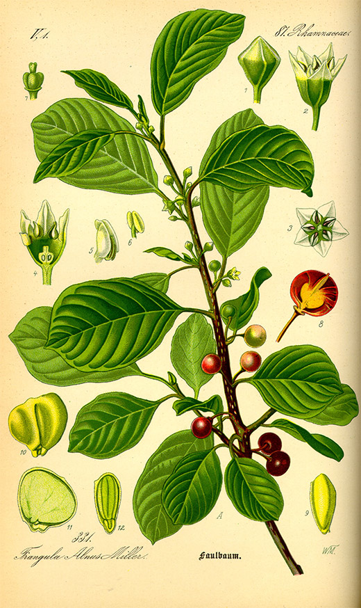 Heilpflanze Faulbaum