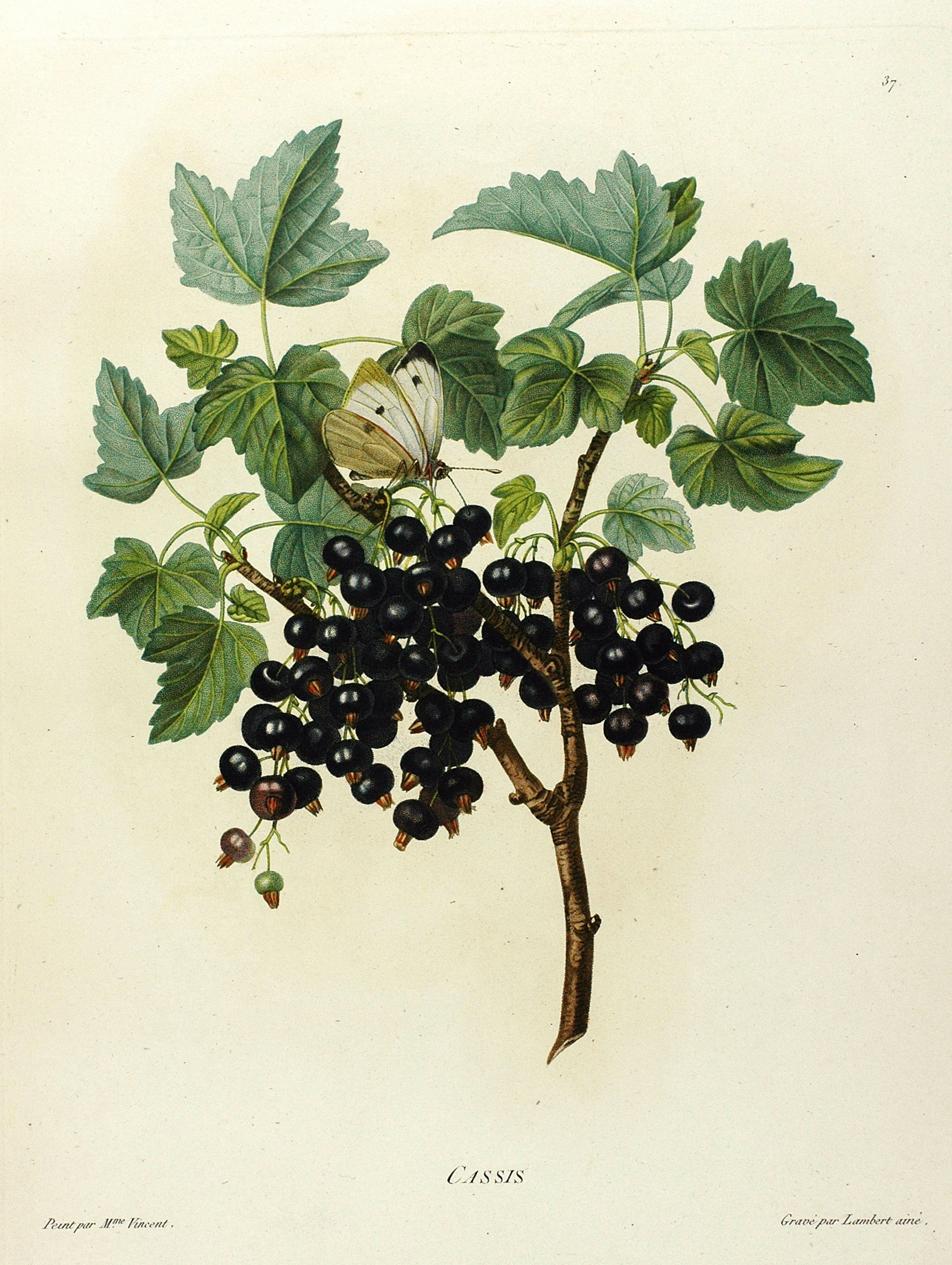 Schwarze Johannisbeere Als Heilkraut Und Heilpflanze Wirkung Schwarze Johannisbeere Als Heilkraut Und Heilpflanze Wirkung
