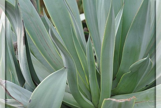 Heilpflanze Agave